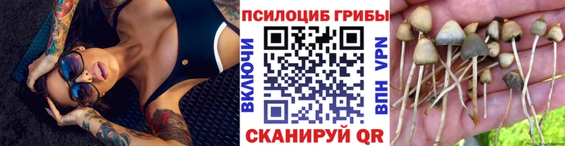 цены наркотик  Болохово  Галлюциногенные грибы Psilocybe 